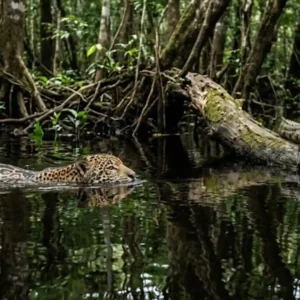 Como a onça-pintada domina a técnica de emboscada aquática para capturar jacarés nos igapós da Amazônia setentrional