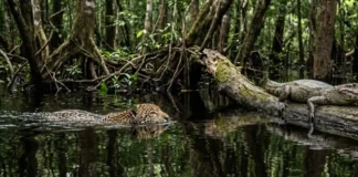 Como a onça-pintada domina a técnica de emboscada aquática para capturar jacarés nos igapós da Amazônia setentrional