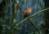 Como o canto matematicamente complexo do pássaro uirapuru silencia a densa floresta amazônica e intriga cientistas da neurobiologia