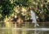 Como o peixe matrinxã cronometra saltos espetaculares sincronizados com a queda sazonal de sementes nas margens dos rios amazônicos