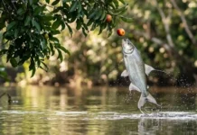 Como o peixe matrinxã cronometra saltos espetaculares sincronizados com a queda sazonal de sementes nas margens dos rios amazônicos