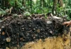 Como a terra preta de índio criada por civilizações amazônicas ancestrais revoluciona a agricultura sustentável e o manejo de solos no mundo