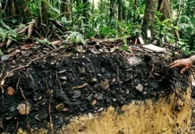 Como a terra preta de índio criada por civilizações amazônicas ancestrais revoluciona a agricultura sustentável e o manejo de solos no mundo