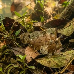 Como o peixe folha utiliza o mimetismo perfeito para caçar presas nos igarapés e canais da Amazônia