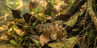 Como o peixe folha utiliza o mimetismo perfeito para caçar presas nos igarapés e canais da Amazônia