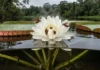 Como a vitória régia eleva sua própria temperatura corporal para atrair besouros polinizadores na escuridão dos lagos amazônicos