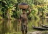 Como a bioeconomia do açaí transformou o Pará no maior exportador global de um superalimento sustentável colhido na floresta em pé