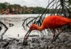 Como o guará utiliza pigmentos dos crustáceos dos manguezais amazônicos para manter sua plumagem escarlate vibrante