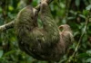 Como a preguiça real cultiva um ecossistema de algas e fungos na pelagem para se camuflar nas copas da Amazônia