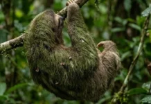 Como a preguiça real cultiva um ecossistema de algas e fungos na pelagem para se camuflar nas copas da Amazônia