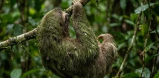Como a preguiça real cultiva um ecossistema de algas e fungos na pelagem para se camuflar nas copas da Amazônia