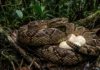 Como a surucucu-pico-de-jaca utiliza a termorregulação e o comportamento de sentinela para proteger ativamente seus ovos na floresta amazônica