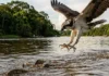 Como a águia pescadora ajusta suas garras reversíveis em pleno mergulho para capturar peixes nos rios amazônicos