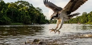 Como a águia pescadora ajusta suas garras reversíveis em pleno mergulho para capturar peixes nos rios amazônicos