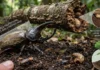 Como o besouro-rinoceronte amazônico ergue oitocentas vezes o próprio peso e recicla troncos caídos no solo florestal