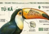 Ciência linguística tupi como a palavra ‘tucano’ revela a precisão observacional dos povos originários sobre a fauna brasileira
