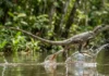 Milagre Biomecânico como o Tamanquaré Amazônico Desafia a Gravidade e Caminha sobre a Água