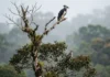 Os Senhores do Dossel: Como o Gavião-Real e o Gavião-de-Penacho Coordenam a Caça na Amazônia