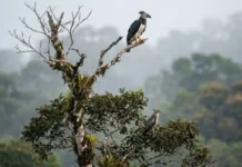 Os Senhores do Dossel: Como o Gavião-Real e o Gavião-de-Penacho Coordenam a Caça na Amazônia