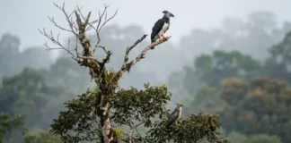 Os Senhores do Dossel: Como o Gavião-Real e o Gavião-de-Penacho Coordenam a Caça na Amazônia