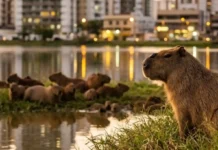 Os Senhores das Margens como a capivara organiza haréns complexos e hierarquia social em áreas urbanas na Amazônia