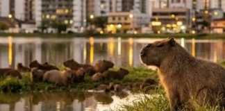 Os Senhores das Margens como a capivara organiza haréns complexos e hierarquia social em áreas urbanas na Amazônia
