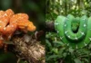 A Metamorfose das Cores: Como a cobra-papagaio amazônica transforma sua coloração de nascença ao longo da juventude