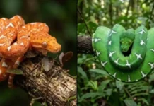 A Metamorfose das Cores: Como a cobra-papagaio amazônica transforma sua coloração de nascença ao longo da juventude