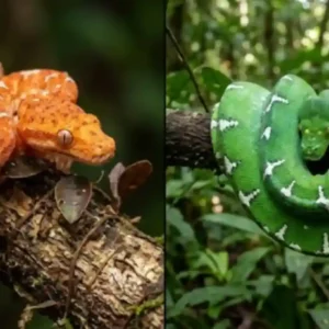 A Metamorfose das Cores: Como a cobra-papagaio amazônica transforma sua coloração de nascença ao longo da juventude