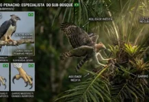 Os Senhores do Dossel como o Gavião-de-Penacho complementam o nicho do Gavião-Real na Amazônia