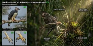 Os Senhores do Dossel como o Gavião-de-Penacho complementam o nicho do Gavião-Real na Amazônia
