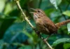 Como o canto do uirapuru-verdadeiro emite notas musicais que atraem fêmeas e silenciam rivais na floresta amazônica