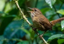 Como o canto do uirapuru-verdadeiro emite notas musicais que atraem fêmeas e silenciam rivais na floresta amazônica