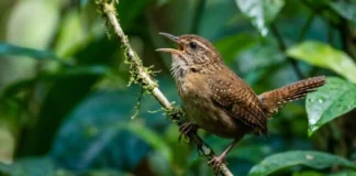 Como o canto do uirapuru-verdadeiro emite notas musicais que atraem fêmeas e silenciam rivais na floresta amazônica