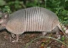 O Tatu-Canastra o engenheiro subterrâneo da Amazônia