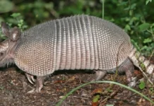 O Tatu-Canastra o engenheiro subterrâneo da Amazônia