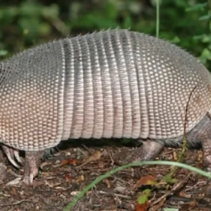 O Tatu-Canastra o engenheiro subterrâneo da Amazônia
