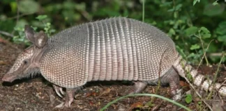 O Tatu-Canastra o engenheiro subterrâneo da Amazônia