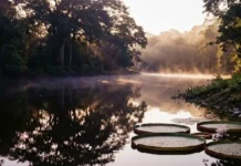 Como a lenda da Iara e o folclore da sereia amazônica revelam o profundo respeito indígena pelos mistérios dos rios