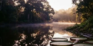 Como a lenda da Iara e o folclore da sereia amazônica revelam o profundo respeito indígena pelos mistérios dos rios
