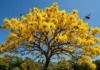 Como o ipê-amarelo transforma a seca da Amazônia em um espetáculo dourado para atrair polinizadores de longa distância