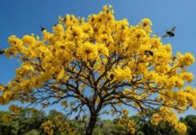 Como o ipê-amarelo transforma a seca da Amazônia em um espetáculo dourado para atrair polinizadores de longa distância