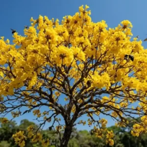 Como o ipê-amarelo transforma a seca da Amazônia em um espetáculo dourado para atrair polinizadores de longa distância