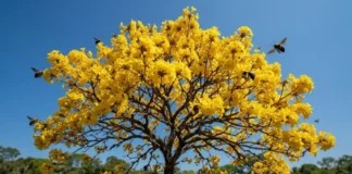 Como o ipê-amarelo transforma a seca da Amazônia em um espetáculo dourado para atrair polinizadores de longa distância