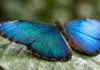 Como a borboleta Morpho utiliza engenharia óptica nas asas para projetar o azul mais intenso da Amazônia
