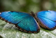 Como a borboleta Morpho utiliza engenharia óptica nas asas para projetar o azul mais intenso da Amazônia
