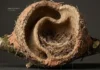 Como a engenharia do joão-de-barro constrói ninhos com isolamento térmico perfeito contra extremos climáticos na natureza
