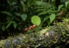 Como a minúscula formiga-da-amazônia manipula fungos simbiontes para criar superestruturas agrícolas subterrâneas sob o solo da floresta tropical