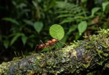 Como a minúscula formiga-da-amazônia manipula fungos simbiontes para criar superestruturas agrícolas subterrâneas sob o solo da floresta tropical