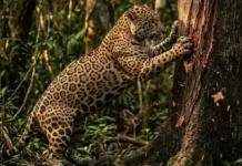 Como a onça-pintada imprime sua assinatura em troncos revelando seu tamanho exato para evitar combates na Amazônia